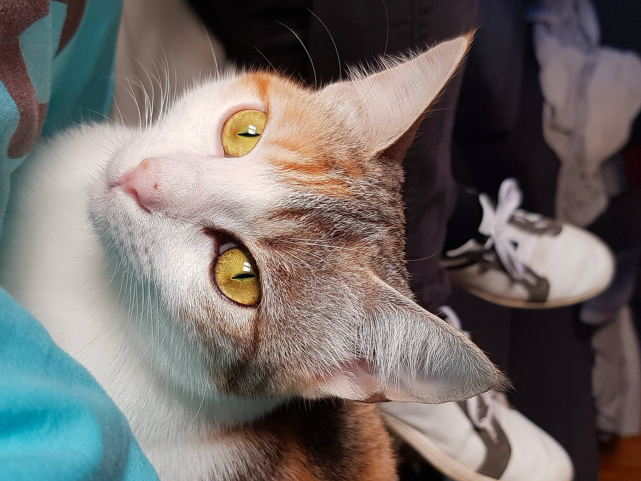 Pépite a rejoint le concours — aidez-le/la à gagner de superbes lots ! aegean_cat, american_wirehair, asian, carnivore, cat, chausie, domestic_short_haired_cat, ear, eye, felidae, fur, head, mammal, nose, singapura, small_to_medium_sized_cats, snout, whiskers