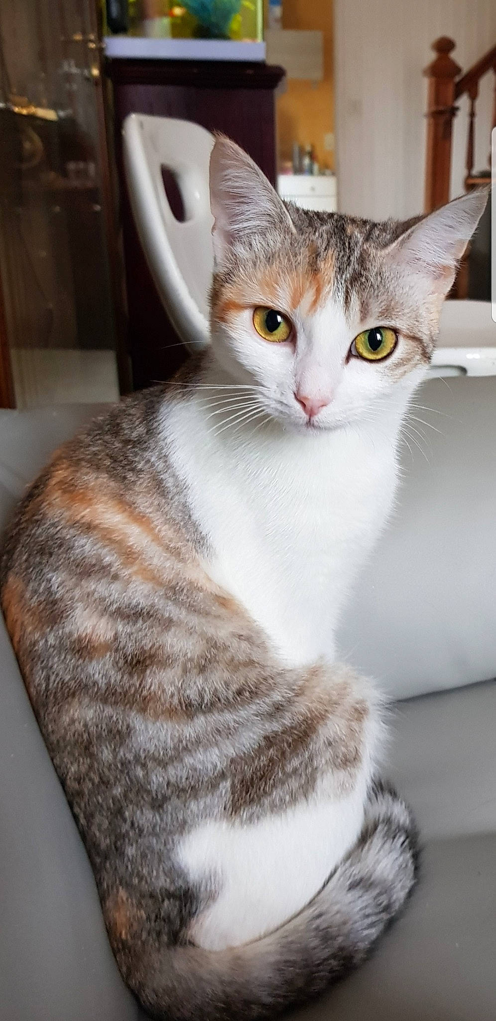 Pépite a rejoint le concours — aidez-le/la à gagner de superbes lots ! aegean_cat, american_shorthair, american_wirehair, arabian_mau, asian, australian_mist, burmilla, carnivore, cat, domestic_short_haired_cat, european_shorthair, felidae, kitten, mammal, small_to_medium_sized_cats, tabby_cat, vertebrate, whiskers