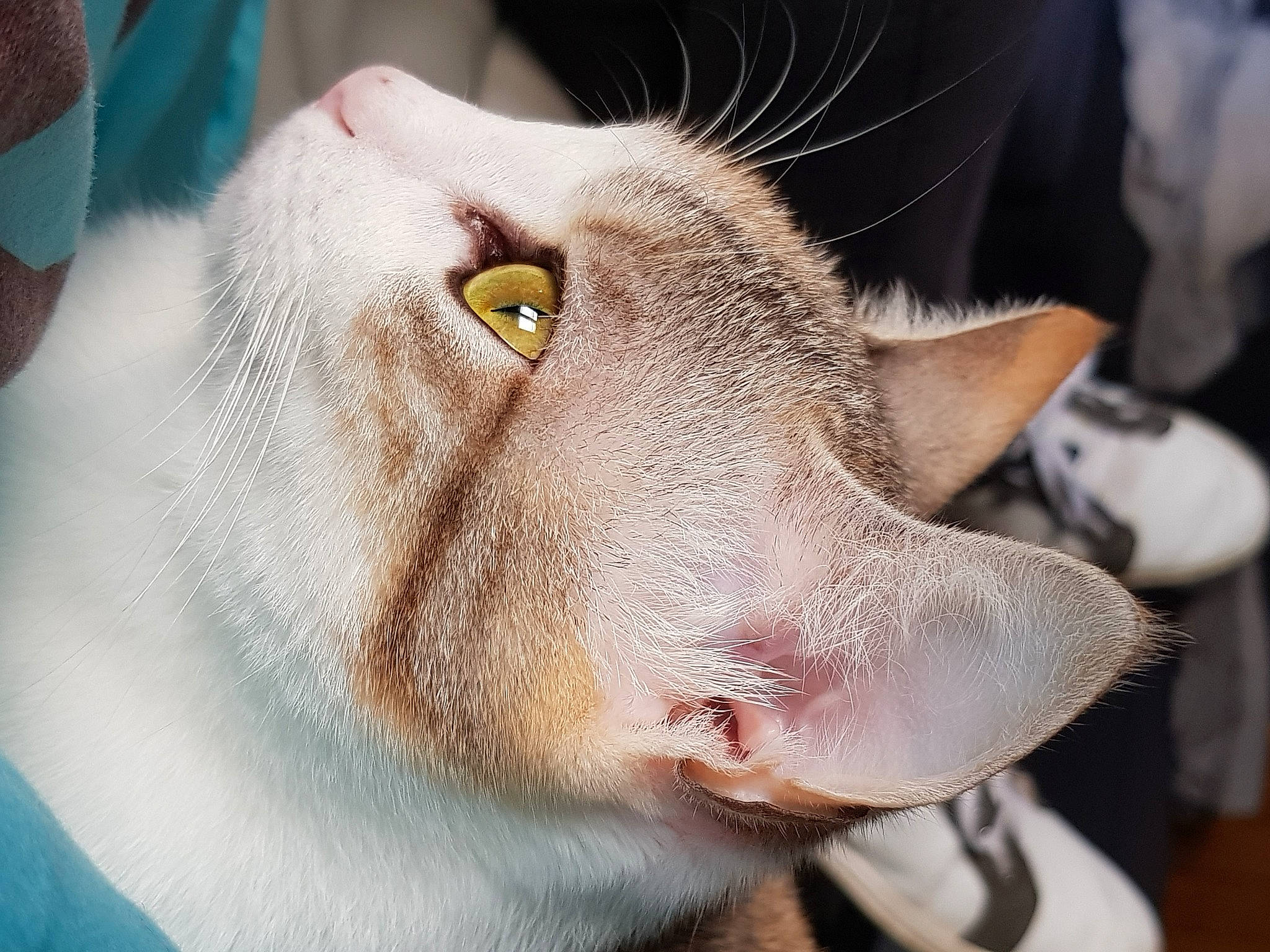 Pépite a rejoint le concours — aidez-le/la à gagner de superbes lots ! carnivore, cat, close_up, ear, eye, felidae, fur, head, jaw, mouth, nose, oriental_shorthair, small_to_medium_sized_cats, snout, whiskers