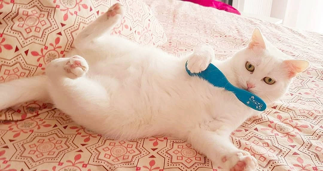 Alba participe au concours pour gagner de l'argent avec cette photo : carnivore, cat, claw, comfort, domestic_short_haired_cat, fawn, felidae, foot, fur, mammal, paw, small_to_medium_sized_cats, snout, tail, vertebrate, whiskers