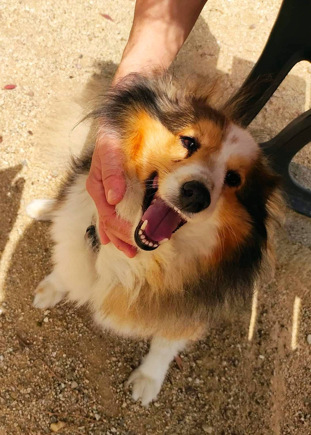 Indy a rejoint le concours — aidez-le/la à gagner de superbes lots ! carnivore, collie, companion_dog, dog, dog_breed, dog_supply, fawn, foot, fur, german_spitz, herding_dog, paw, pet_supply, pomeranian, scotch_collie, shetland_sheepdog, snout, soil, spitz, whiskers