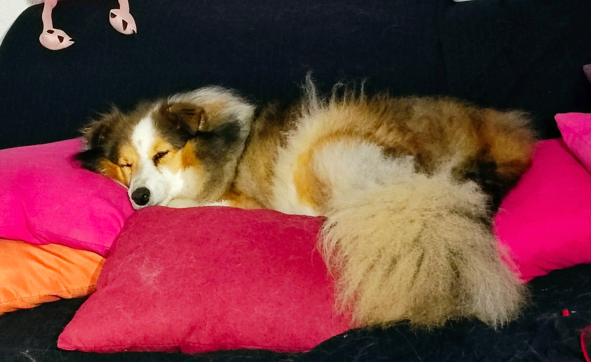 Indy participe au concours pour gagner de l'argent avec cette photo : canidae, carnivore, collie, comfort, companion_dog, dog, dog_breed, fawn, felidae, fur, herding_dog, paw, rough_collie, scotch_collie, shetland_sheepdog, snout, sporting_group, tail, whiskers, wildlife