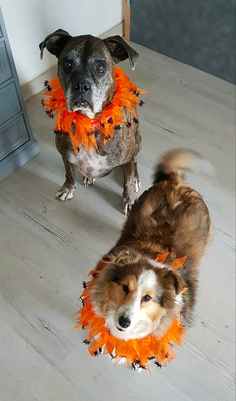 Indy participe au concours pour gagner de l'argent avec cette photo : canidae, carnivore, collar, companion_dog, dog, dog_breed, dog_clothes, dog_supply, fawn, fur, herding_dog, mammal, pet_supply, snout, sporting_group, tail, vertebrate, whiskers, working_animal, working_dog