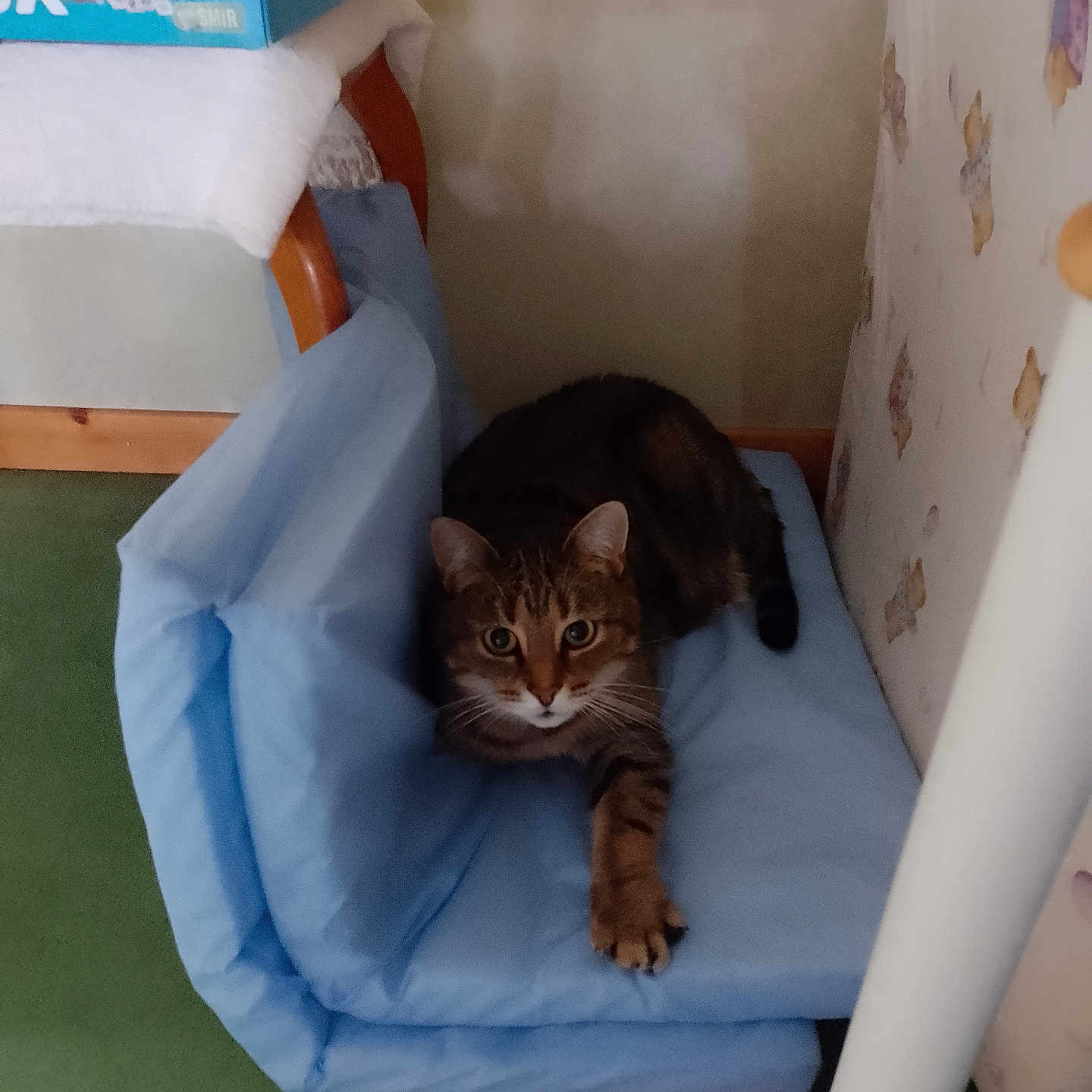 Barthet a rejoint le concours — aidez-le/la à gagner de superbes lots ! abyssinian, animal, armchair, bed, blanket, box, cat, chair, couch, cradle, crib, cushion, furniture, homedecor, indoors, infantbed, kitten, person, pet, sleeping
