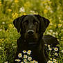 dog, black_dog, animal, pet, flower, daisy, field, nature, outdoor, grass, flora, wildflower, collar, portrait, canine, summer, greenery, laying_down, peaceful, close_up