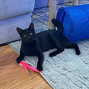 Max joined the competition — help win amazing prizes! black_cat, cat, toy, feather_toy, rug, blue_tunnel, couch, indoor, wooden_floor, pet, feline, playful, animal, living_room, domestic_cat, cute, relaxing, fur, whiskers, claws