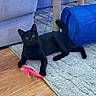 black_cat, cat, toy, feather_toy, rug, blue_tunnel, couch, indoor, wooden_floor, pet, feline, playful, animal, living_room, domestic_cat, cute, relaxing, fur, whiskers, claws
