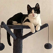 Caline participe au concours pour gagner de l'argent avec cette photo : abyssinian, angora, animal, art, cat, desk, electronics, furniture, hardware, indoors, insect, kitten, lamp, manx, painting, pet, scale, shelf, table, wood