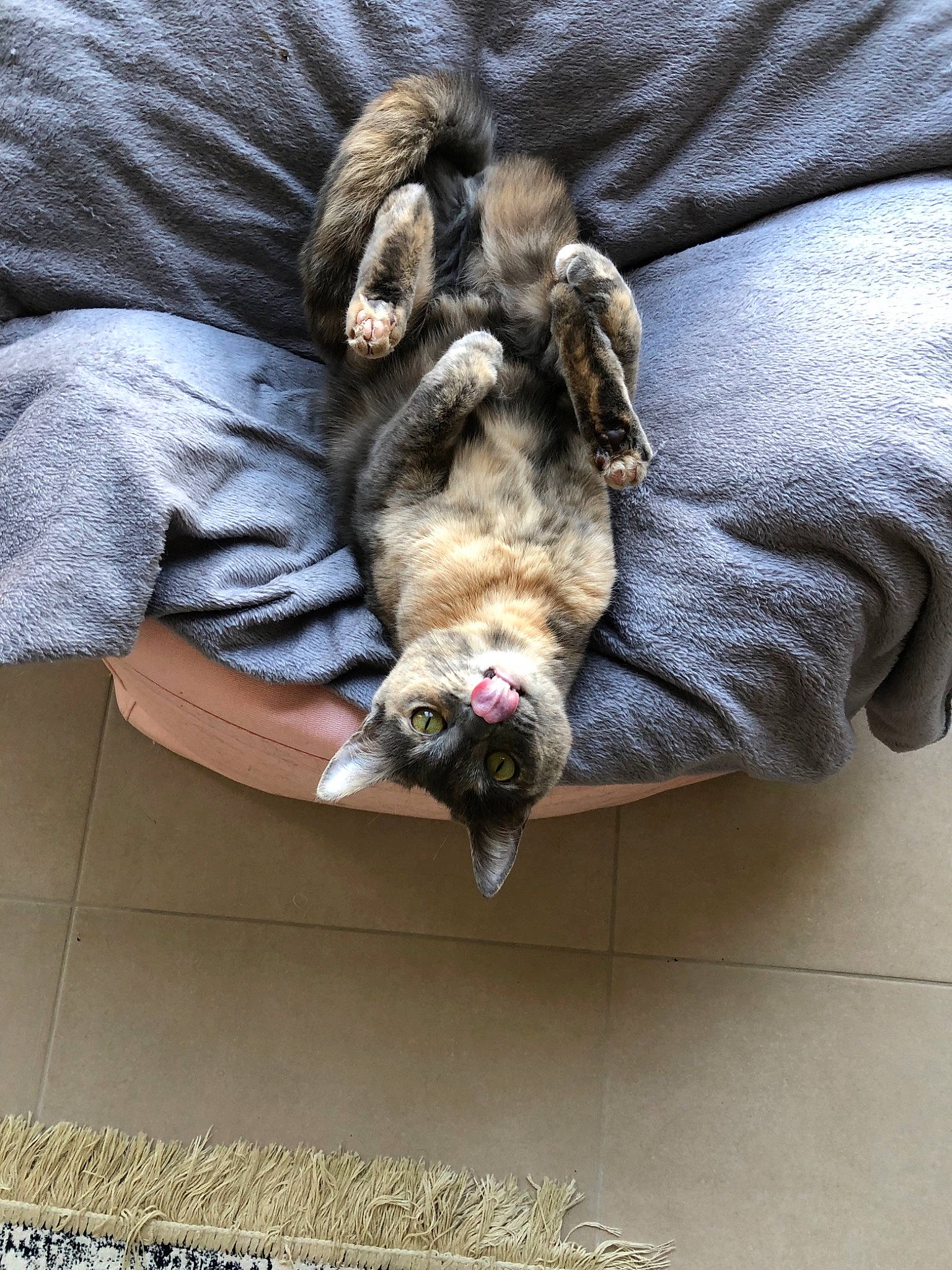 Maki participe au concours pour gagner de l'argent avec cette photo : canidae, carnivore, cat, companion_dog, dog, dog_breed