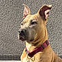 dog, collar, pet_tag, ears, brown_dog, cat_ears, pet, animal, indoor, sunlight, texture_wall, closeup, portrait, alert, watchful, feline, canine, companions, domestic_animals, resting