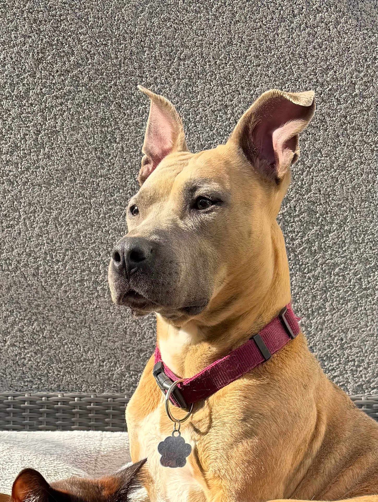 Ella