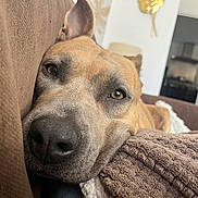 Ella a rejoint le concours — aidez-le/la à gagner de superbes lots ! dog, close_up, resting, brown, blanket, couch, indoor, pet, canine, relaxed, texture, face, nose, ears, living_room, house, home, furniture, blanket_folded, comfort