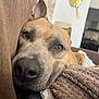 dog, close_up, resting, brown, blanket, couch, indoor, pet, canine, relaxed, texture, face, nose, ears, living_room, house, home, furniture, blanket_folded, comfort
