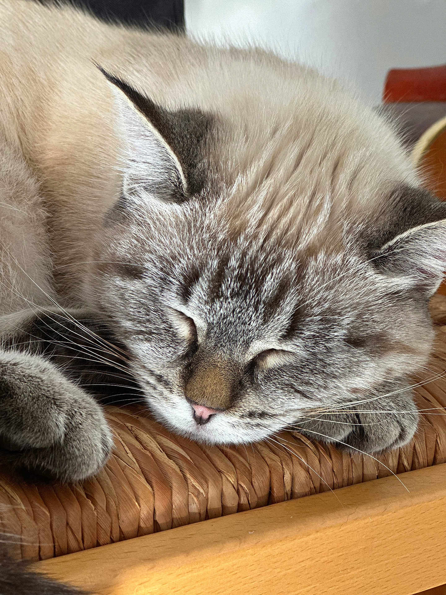Aya participe au concours pour gagner de l'argent avec cette photo : cat, sleeping, closeup, feline, fur, whiskers, paw, resting, cozy, indoor, cute, pet, animal, relaxation, soft, face, nose, ear, texture, wood