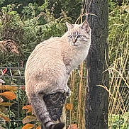 Aya participe au concours pour gagner de l'argent avec cette photo : cat, animal, outdoor, nature, wooden_post, fence, grass, foliage, autumn, tree, perching, wildlife, mammal, pet, curious, blue_eyes, fluffy, stripes, tail, close_up