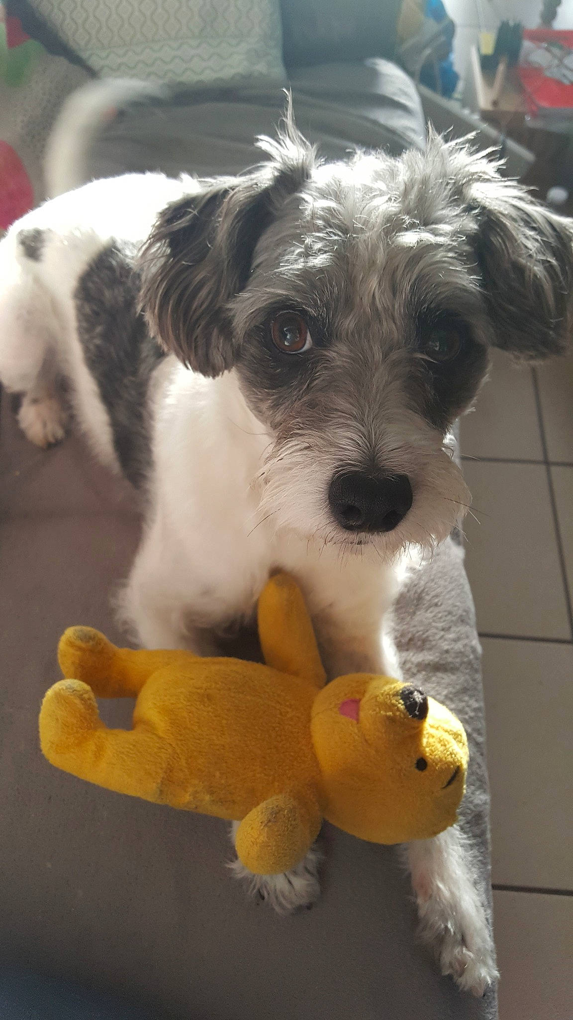 Homer participe au concours pour gagner de l'argent avec cette photo : carnivoran, companion_dog, dog, dog_breed, dog_breed_group, dog_like_mammal, havanese, miniature_schnauzer, schnoodle, snout, terrier, wire_hair_fox_terrier