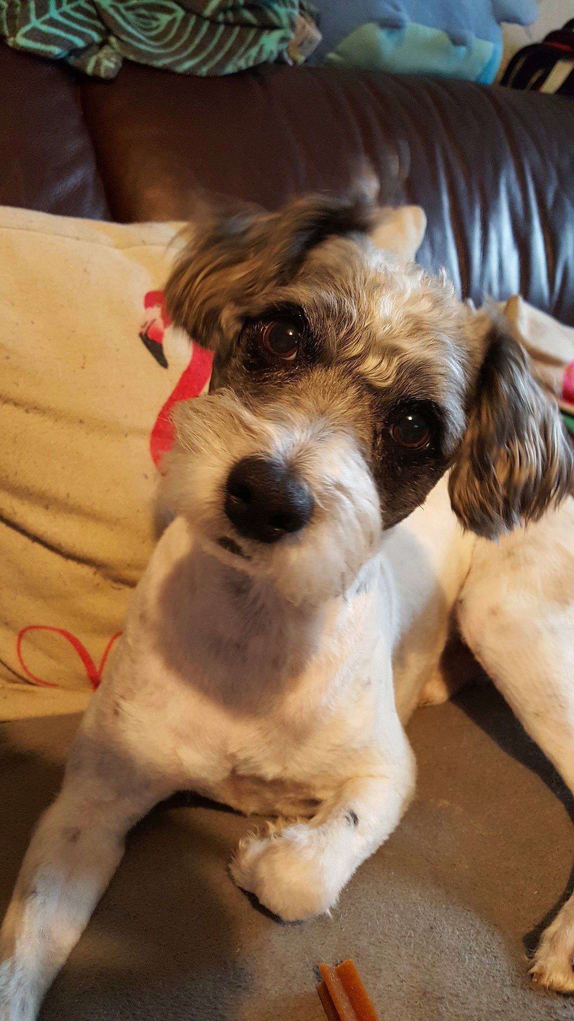 Homer participe au concours pour gagner de l'argent avec cette photo : canidae, carnivore, cavapoo, companion_dog, dog, dog_breed, fox_terrier, grand_basset_griffon_vendeen, mammal, petit_basset_griffon_vendeen, puppy, puppy_love, rare_breed_dog, schnoodle, snout, sporting_group, sporting_lucas_terrier, terrier, tibetan_terrier, vertebrate