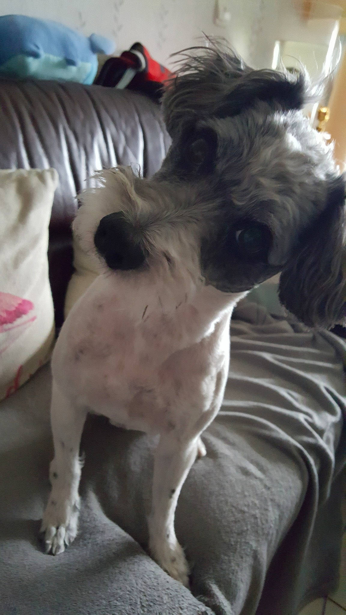 Homer participe au concours pour gagner de l'argent avec cette photo : canidae, carnivore, companion_dog, dog, dog_breed, fox_terrier, mammal, non_sporting_group, puppy, rare_breed_dog, snout, sporting_group, terrier, toy_dog, vertebrate