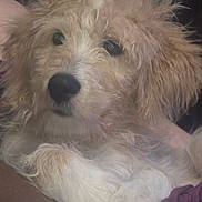 Orion joined the competition — help win amazing prizes! animal, black_nose, close_up, cuddly, curly_fur, cute, dark_eyes, dog, fluffy, furry, indoor, light_fur, looking, paw, pet, portrait, puppy, resting, soft_light, young