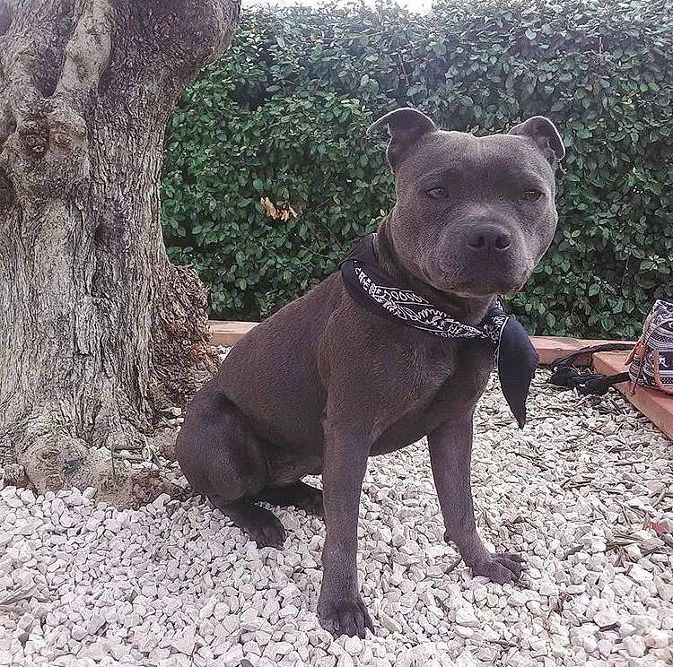 Laïka participe au concours pour gagner de l&#x27;argent avec cette photo : american_pit_bull_terrier, american_staffordshire_terrier, bandog, cane_corso, canidae, canis_panther, carnivore, cordoba_fighting_dog, dog, dog_breed, dog_walking, fawn, guard_dog, mammal, molosser, non_sporting_group, sporting_group, staffordshire_bull_terrier, vertebrate