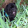 Sylvie Nakachian participe au concours pour gagner de l'argent avec cette photo : dog, black_dog, fluffy, pet, garden, plants, greenery, leaves, nature, outdoor, happy, tongue_out, canine, animal, bushes, tree, ground, harness, smiling, summer