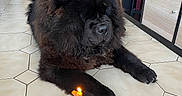 Sylvie Nakachian a rejoint le concours — aidez-le/la à gagner de superbes lots ! dog, birthday, candle, floor, tile, indoor, pet, black_dog, fur, mane, celebration, treat, animal, resting, houseplant, shelf, room, doorway, slippers, lighting