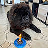 dog, birthday, candle, floor, tile, indoor, pet, black_dog, fur, mane, celebration, treat, animal, resting, houseplant, shelf, room, doorway, slippers, lighting