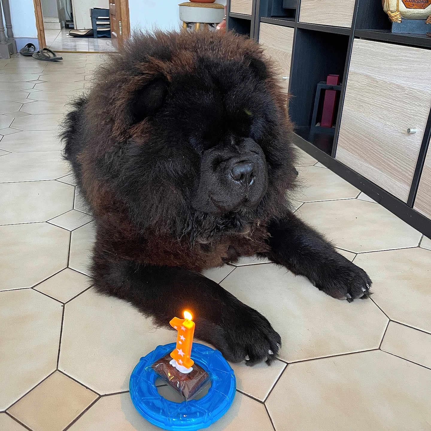 Sylvie Nakachian a rejoint le concours — aidez-le/la à gagner de superbes lots ! dog, birthday, candle, floor, tile, indoor, pet, black_dog, fur, mane, celebration, treat, animal, resting, houseplant, shelf, room, doorway, slippers, lighting
