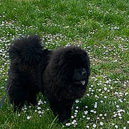 Sylvie Nakachian a rejoint le concours — aidez-le/la à gagner de superbes lots ! dog, black_dog, fluffy, grass, flowers, outdoor, park, nature, pet, canine, leash, greenery, spring, tongue_out, daytime, animal, walking, field, flora, scenery