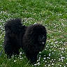 dog, black_dog, fluffy, grass, flowers, outdoor, park, nature, pet, canine, leash, greenery, spring, tongue_out, daytime, animal, walking, field, flora, scenery