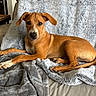 dog, brown_dog, pet, animal, lying_down, blanket, gray_blanket, couch, indoor, portrait, looking_at_camera, floppy_ears, short_hair, brown_fur, white_chest, white_paws, relaxed, cozy, home, photography