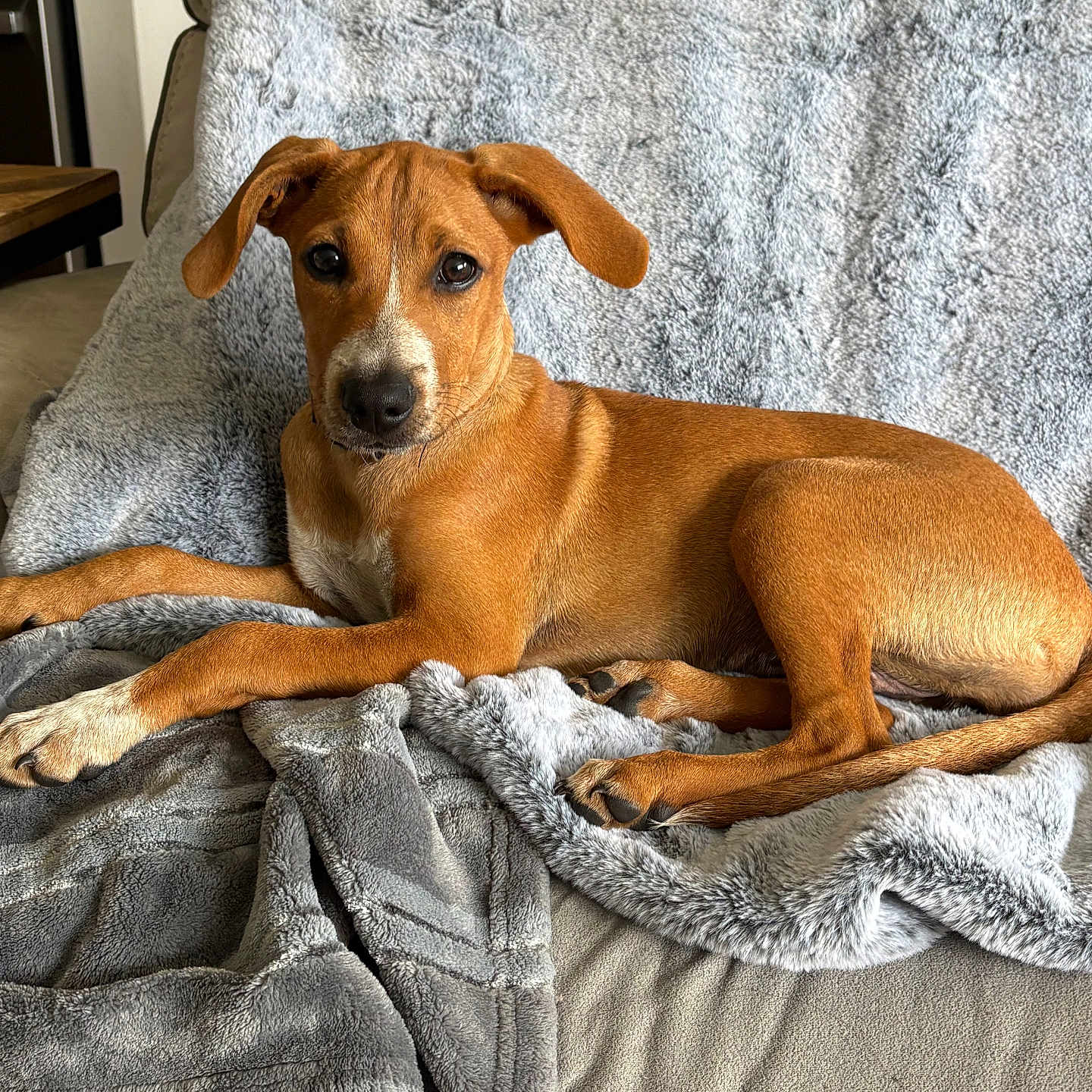 Zara is registered to the contest to win money with this photo: dog, brown_dog, pet, animal, lying_down, blanket, gray_blanket, couch, indoor, portrait, looking_at_camera, floppy_ears, short_hair, brown_fur, white_chest, white_paws, relaxed, cozy, home, photography