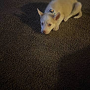 Cocaine is registered to the contest to win money with this photo: animal, carpet, collar, cute, dog, domestic_animal, ears, floor, fur, indoor, looking_up, lying_down, nose, pet, puppy, quiet, shadow, small_dog, white_dog, young_dog