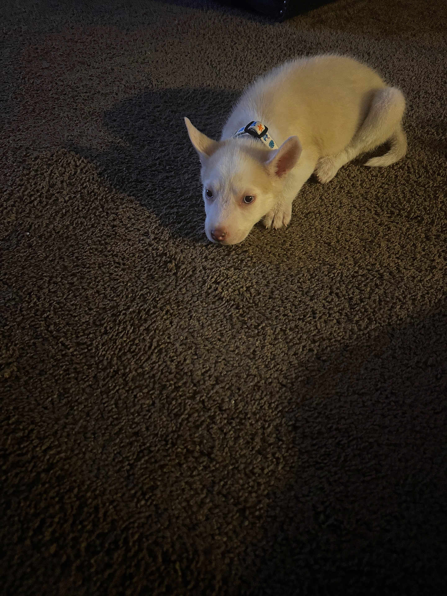 Cocaine is registered to the contest to win money with this photo: animal, carpet, collar, cute, dog, domestic_animal, ears, floor, fur, indoor, looking_up, lying_down, nose, pet, puppy, quiet, shadow, small_dog, white_dog, young_dog