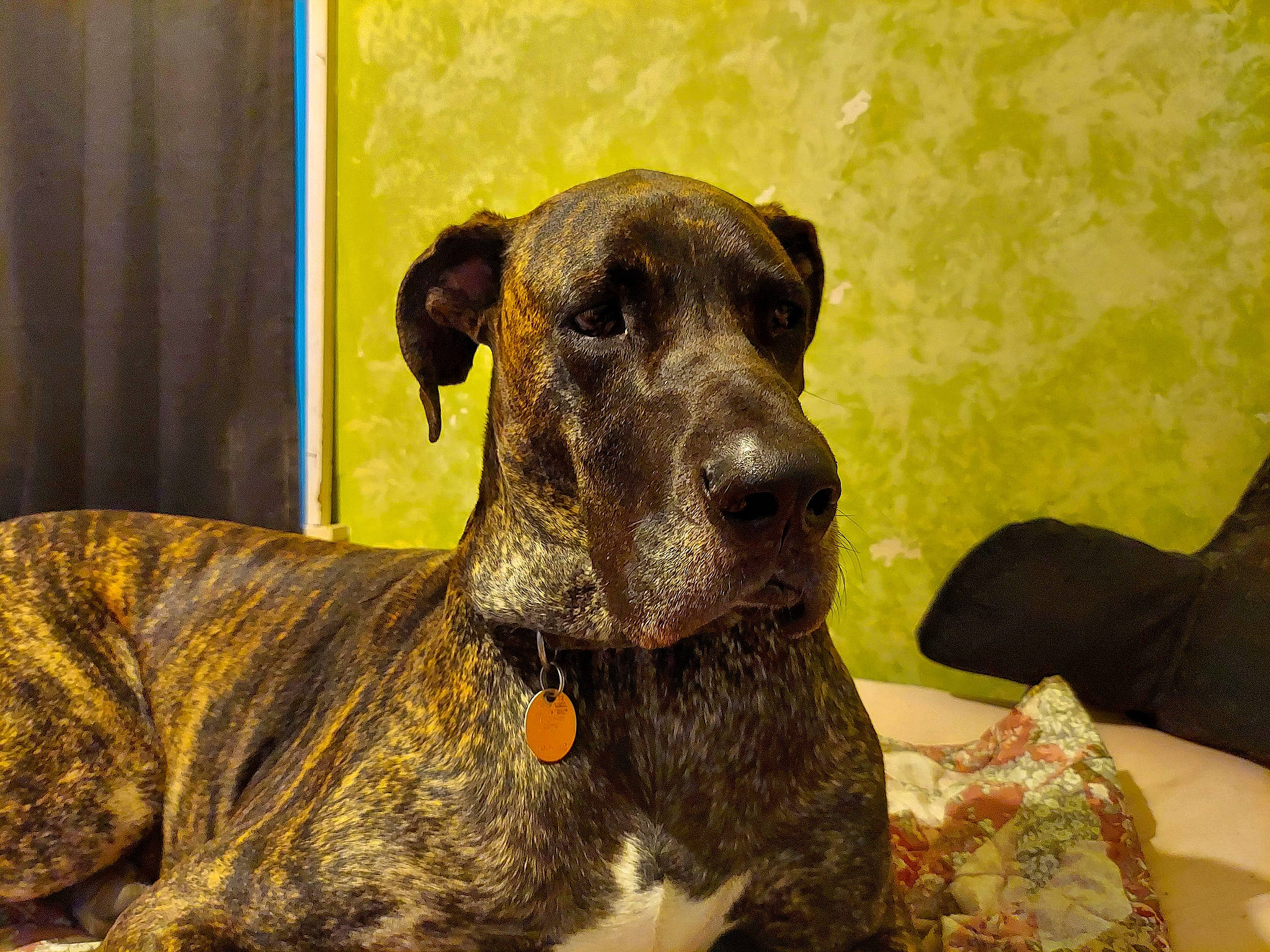 Scarlett joined the competition — help win amazing prizes! ancient_dog_breeds, canidae, carnivore, collar, companion_dog, dog, dog_breed, dog_collar, dog_supply, fawn, fur, guard_dog, liver, non_sporting_group, pet_supply, snout, sporting_group, terrestrial_animal, working_animal, working_dog