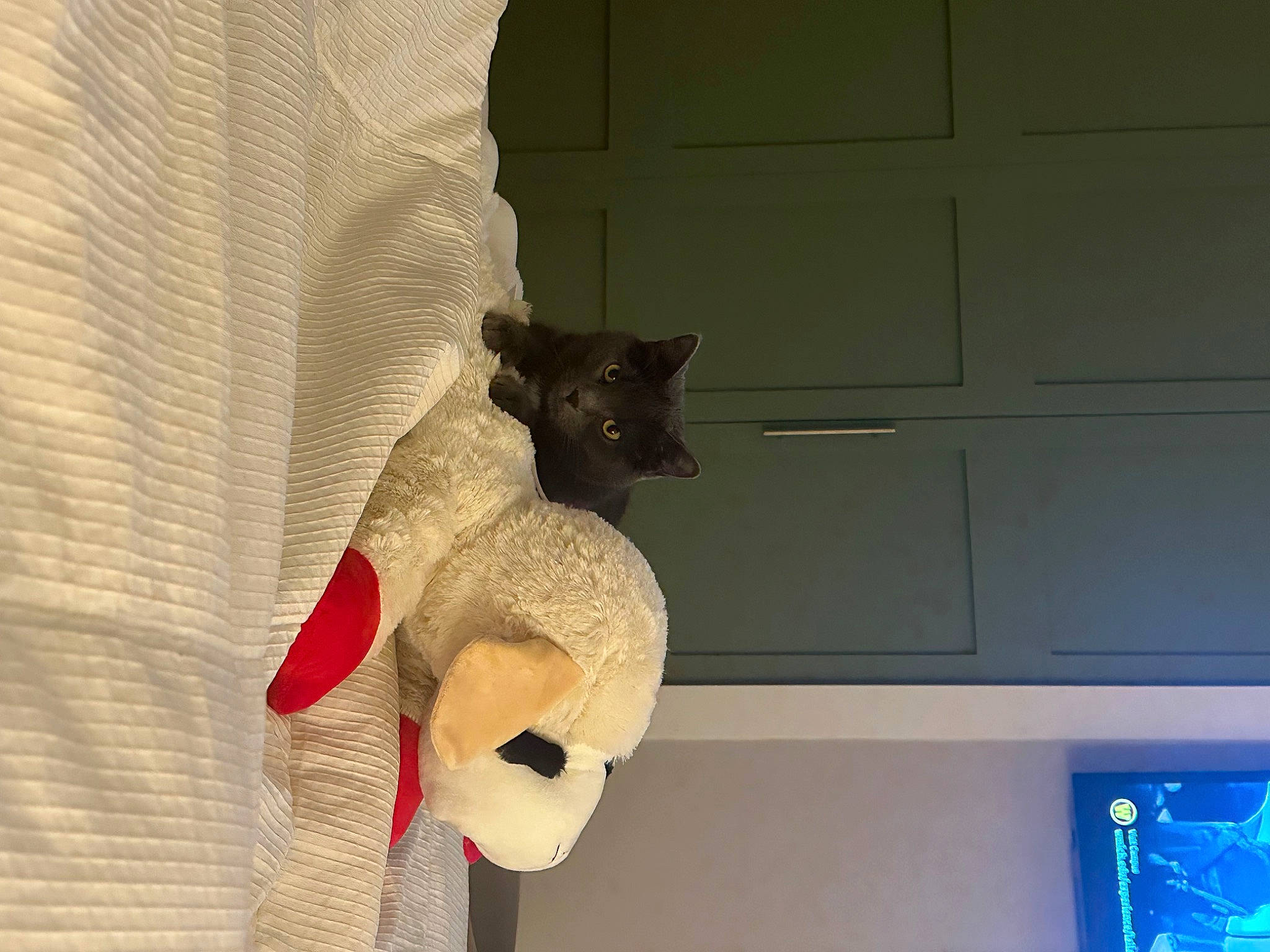 Jinx is registered to the contest to win money with this photo: art, carmine, carnivore, cat, creative_arts, door, felidae, fur, pattern, plant, plush, room, small_to_medium_sized_cats, stuffed_toy, tail, toy, visual_arts, whiskers, window, wood