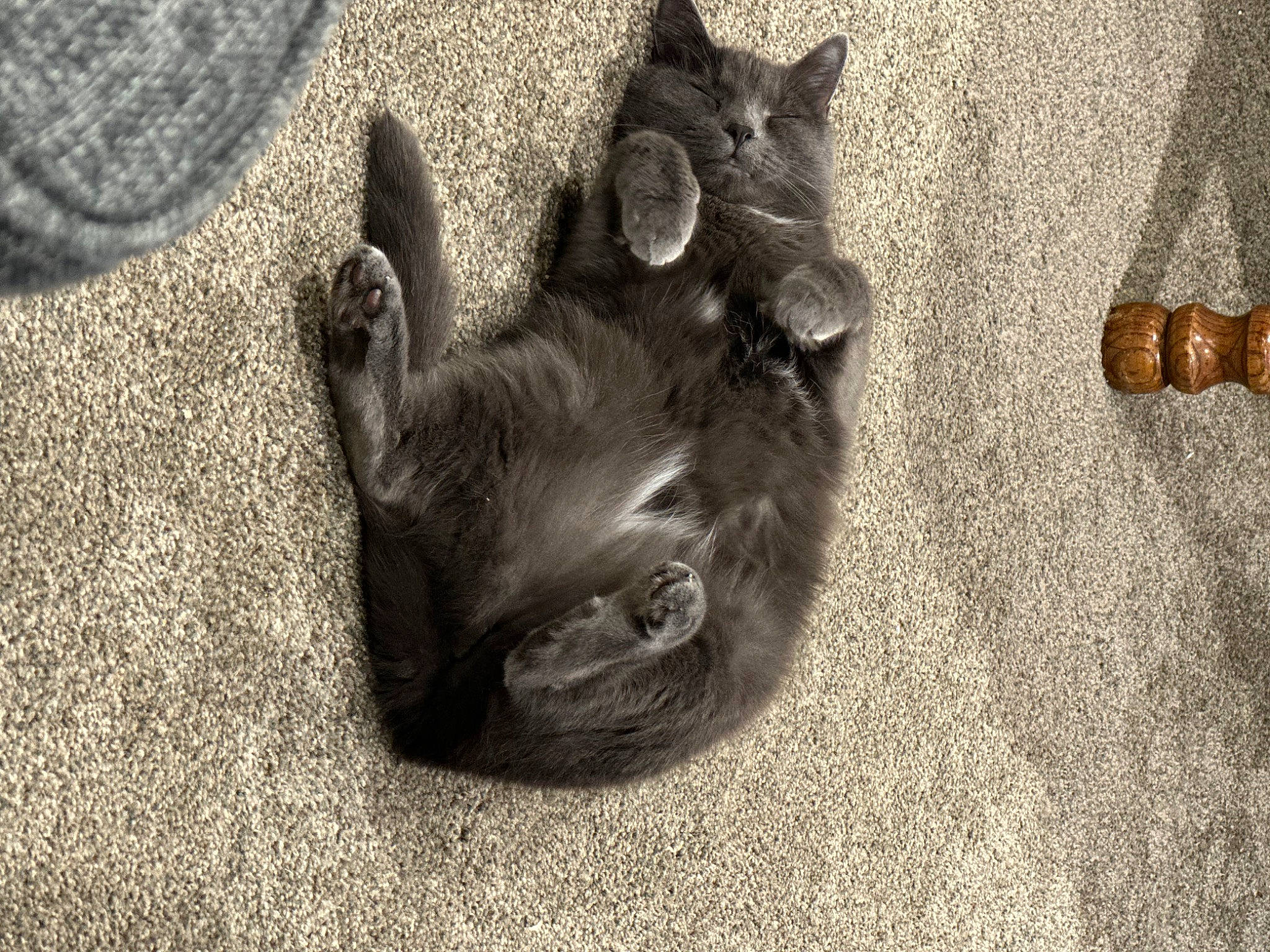 Jinx is registered to the contest to win money with this photo: black_cat, carnivore, cat, claw, dog_breed, domestic_short_haired_cat, felidae, flooring, fur, grey, human_leg, paw, shadow, small_to_medium_sized_cats, snout, sporting_group, tail, whiskers, wildlife, wood