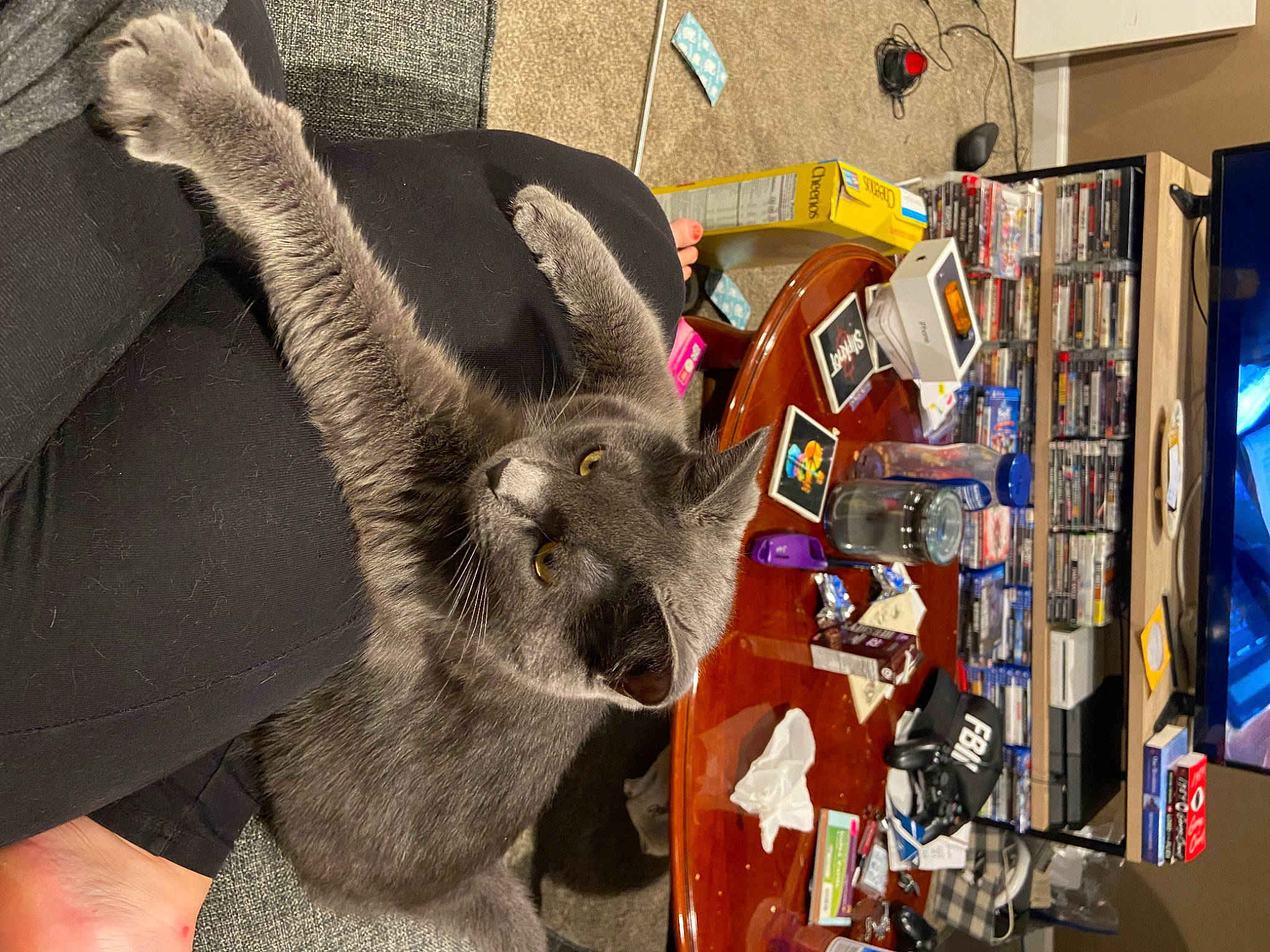 Jinx is registered to the contest to win money with this photo: art, bookcase, collection, domestic_short_haired_cat, eyewear, fawn, felidae, flooring, fur, machine, publication, room, shelf, shelving, small_to_medium_sized_cats, stuffed_toy, sunglasses, toy, visual_arts, whiskers