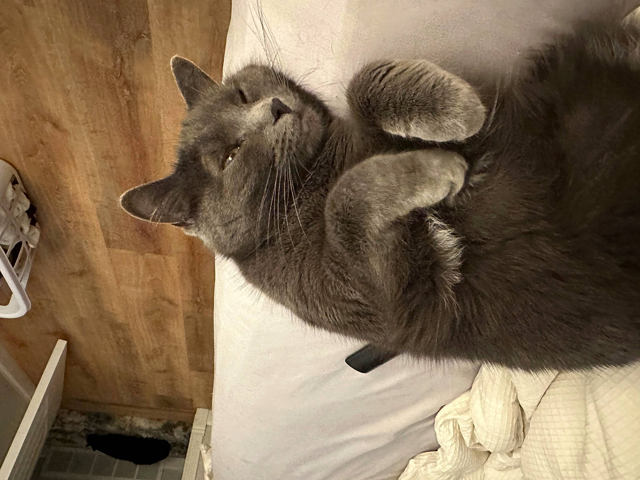 Jinx is registered to the contest to win money with this photo: black_cat, canidae, carnivore, cat, claw, comfort, domestic_short_haired_cat, fawn, felidae, fur, grey, monochrome, monochrome_photography, nap, paw, small_to_medium_sized_cats, snout, tail, whiskers, wood