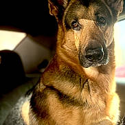 Bourbon joined the competition — help win amazing prizes! dog, german_shepherd, pet, canine, animal, portrait, indoor, car_interior, fur, ears, face, eyes, snout, muzzle, brown, black, seat, window, light, shadow