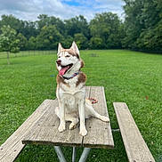 Kitana is registered to the contest to win money with this photo: dog, husky, picnic_table, outdoor, grass, trees, sky, clouds, greenery, pet, animal, tongue_out, happy, sitting, collar, leash, nature, daytime, park, wood