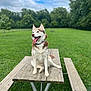 dog, husky, picnic_table, outdoor, grass, trees, sky, clouds, greenery, pet, animal, tongue_out, happy, sitting, collar, leash, nature, daytime, park, wood