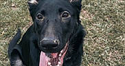 Kaia is registered to the contest to win money with this photo: animal, black_dog, canine, cute, dog, ears_up, friendly, fur, grass, happy, looking_up, nature, outdoor, perky_ears, pet, playful, sitting, smiling, tan_paws, tongue_out