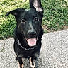 Kaia is registered to the contest to win money with this photo: animal, black_dog, canine, closeup, collar, cute, dog, ears, friendly, grass, happy, leash, nature, outdoor, panting, path, pet, portrait, sitting, summer