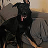 Kaia is registered to the contest to win money with this photo: animal, black_dog, canine, companion, couch, cute, dog, domestic, ear_up, fur, happy, indoor, jewelry, living_room, pet, pillow, playful, relaxed, tan_paws, tongue_out