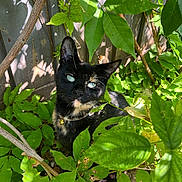 Mela joined the competition — help win amazing prizes! cat, black_cat, animal, pet, outdoor, greenery, leaves, plants, garden, nature, collar, bell, wooden_fence, sunlight, shadow, curious, eyes, closeup, mammal, feline