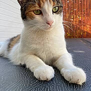 Pookie participe au concours pour gagner de l'argent avec cette photo : abyssinian, accessories, angora, animal, architecture, building, cat, fence, hardwood, house, housing, kitten, manx, pet, plywood, porch, siamese, slate, strap, wood