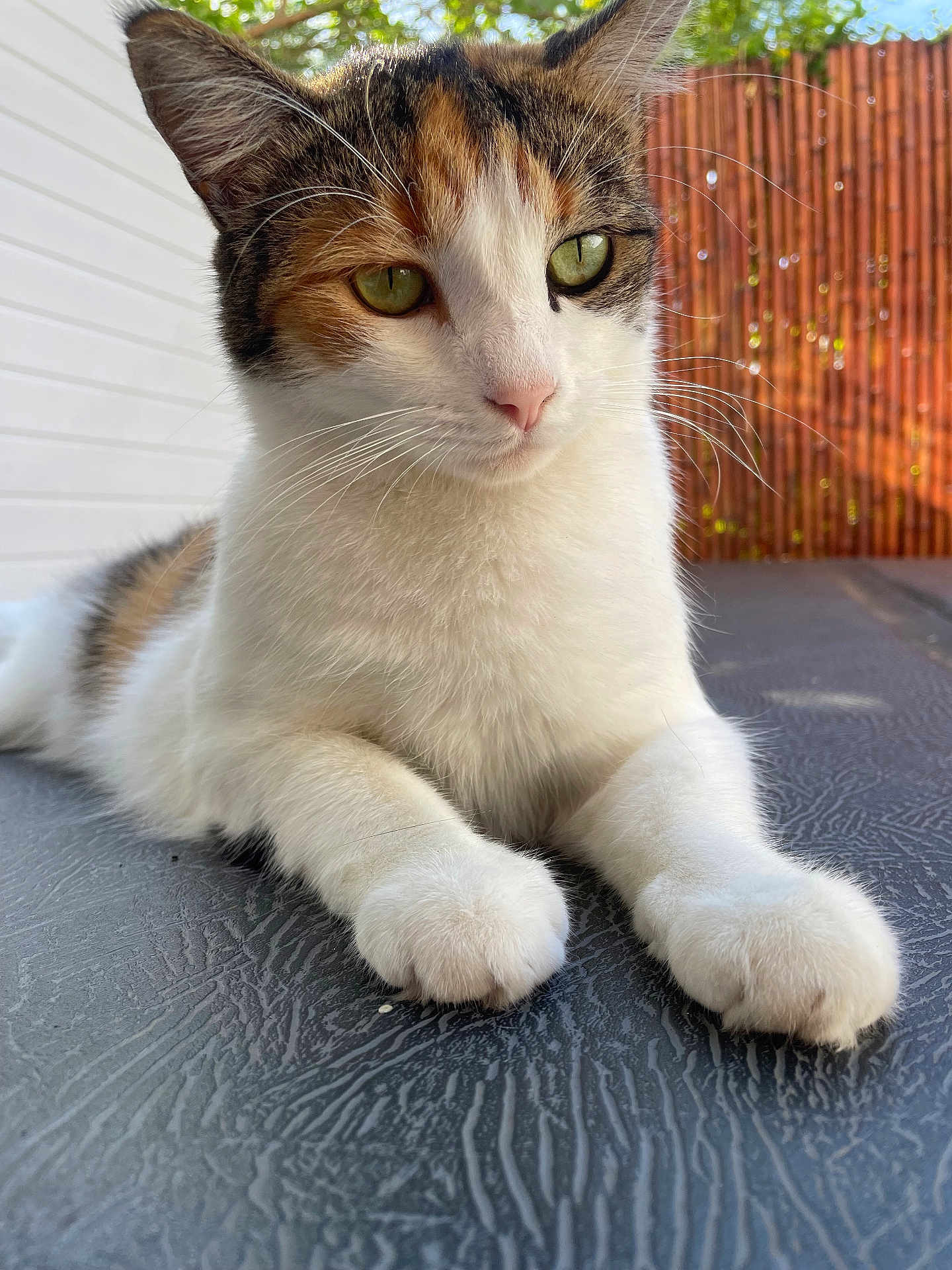 Pookie participe au concours pour gagner de l'argent avec cette photo : abyssinian, accessories, angora, animal, architecture, building, cat, fence, hardwood, house, housing, kitten, manx, pet, plywood, porch, siamese, slate, strap, wood