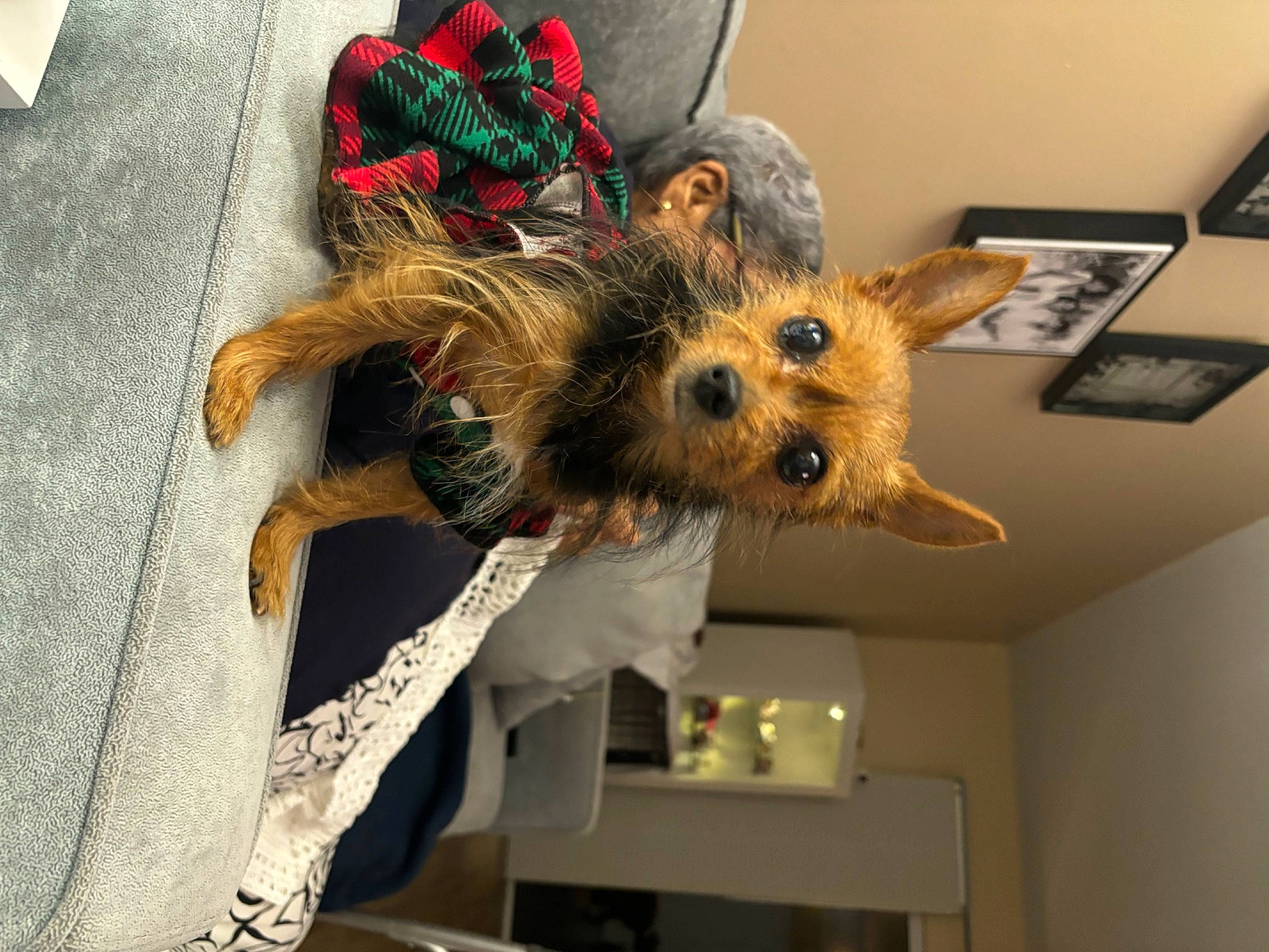Daisy Rose joined the competition — help win amazing prizes! canidae, carnivore, companion_dog, dog, dog_breed, dog_clothes, dog_supply, fawn, fur, hat, picture_frame, small_terrier, snout, sporting_group, terrier, toy, toy_dog, whiskers, working_animal, yorkshire_terrier