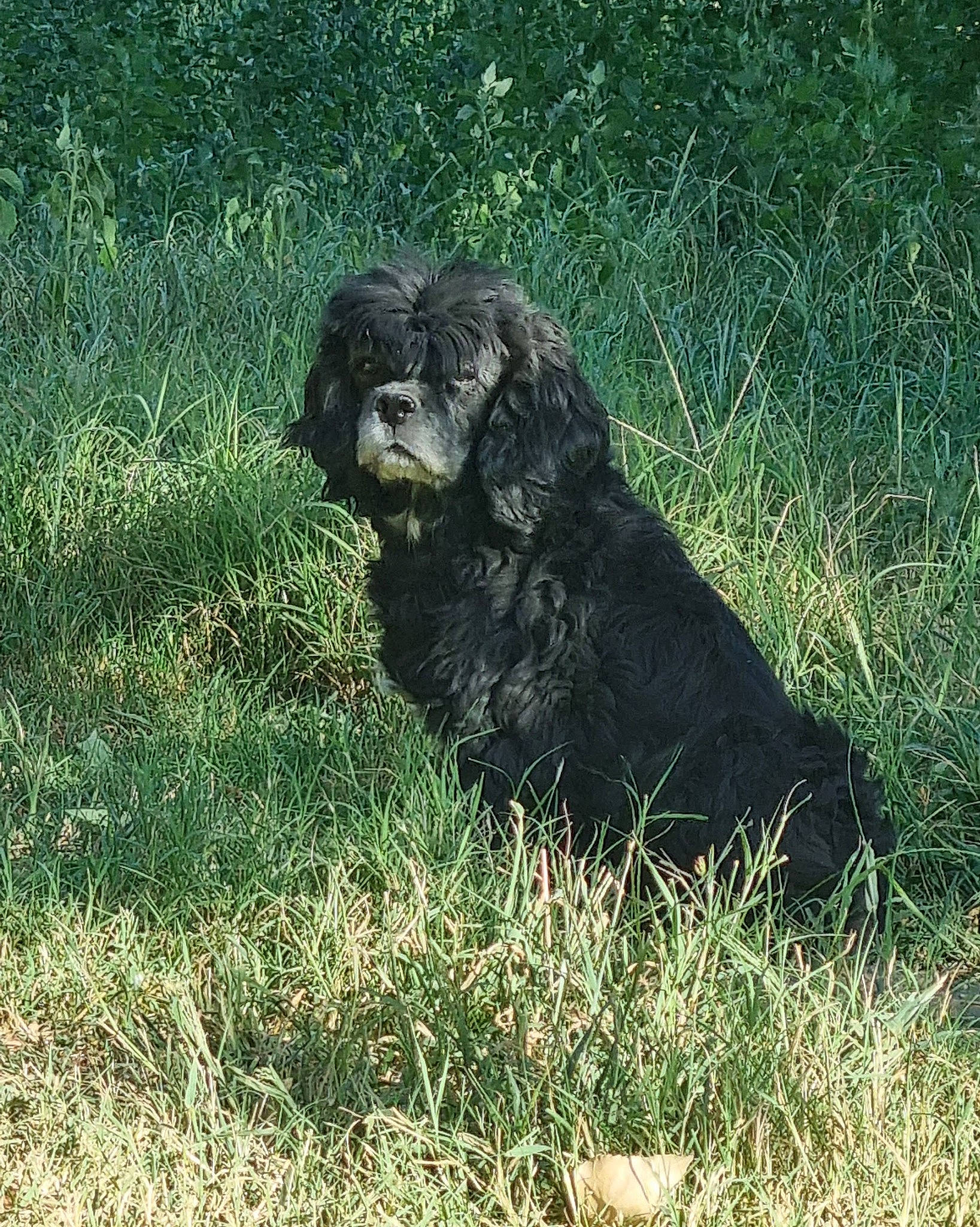 Holly a rejoint le concours — aidez-le/la à gagner de superbes lots ! canidae, carnivore, companion_dog, dog, dog_breed, fur, grass, grassland, groundcover, hunting_dog, pasture, plant, snout, soil, sporting_group, terrestrial_animal, wildlife, working_animal
